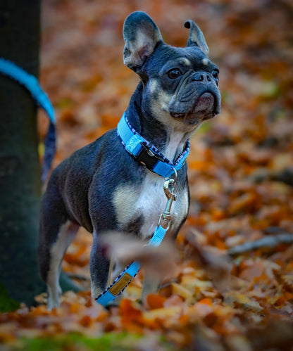 Hunde Halsband 