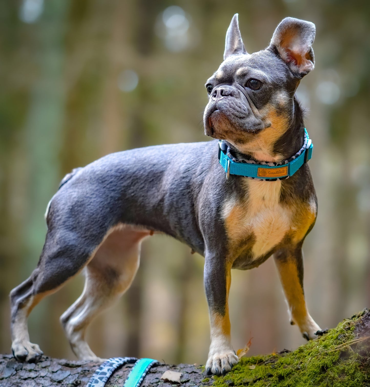 Collar para perros Camuflaje Azul 