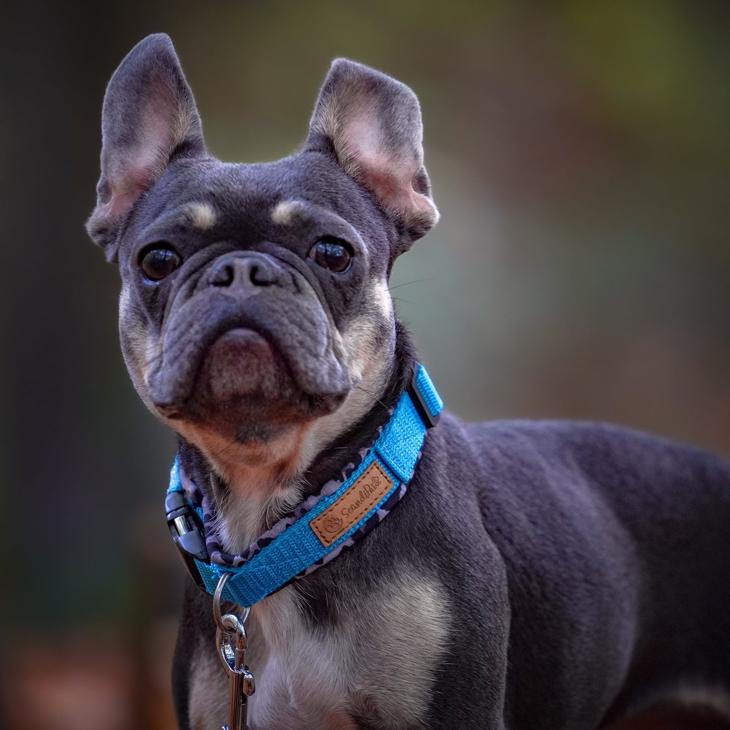 Collar para perros Camuflaje Azul 