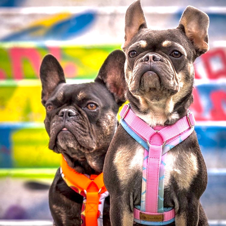 Hunde Halsband Happy Orange