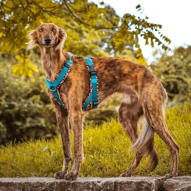 Hundegeschirr Maßanfertigung Windhund