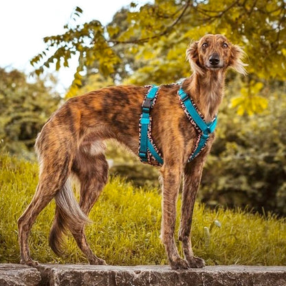 ScandiPaws Hundegeschirr Jungle Leo grün